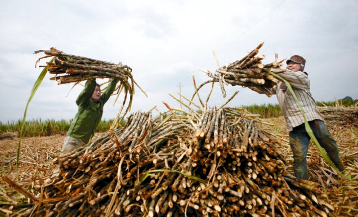 百乐森林舞会(中国游)官方网站